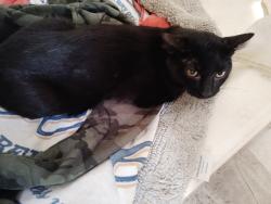 Found/Stray Male Cat last seen Desert Inn and nellis behind jackpot Joanie's on nellis near a lightpole, Sunrise Manor, NV 89121