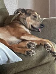 Lost Female Dog last seen Stan schlueter and bunny trail, Killeen, TX 76549