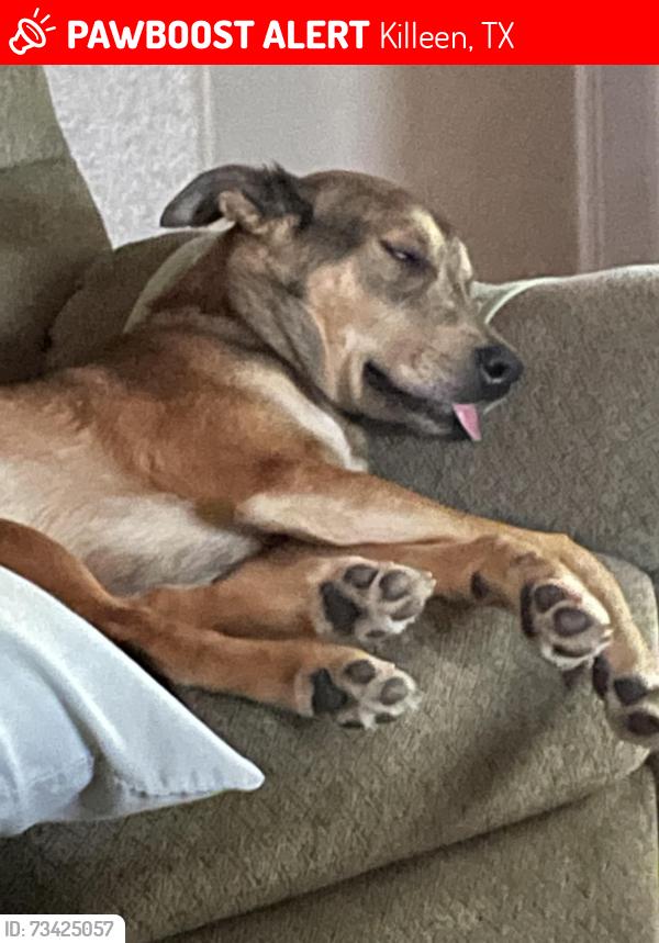 Lost Female Dog last seen Stan schlueter and bunny trail, Killeen, TX 76549