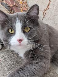 Found/Stray Male Cat last seen Xavier & Wolff, Denver, CO 80219