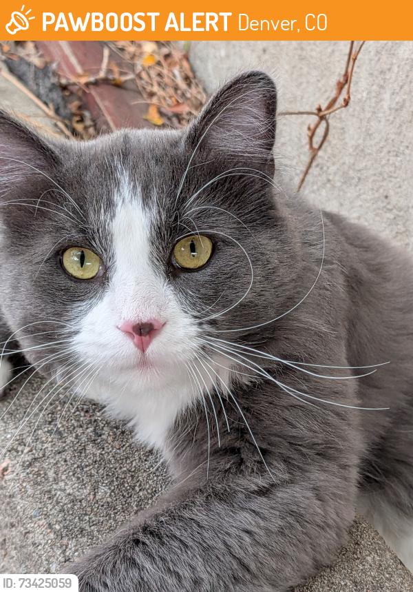 Found/Stray Male Cat last seen Xavier & Wolff, Denver, CO 80219