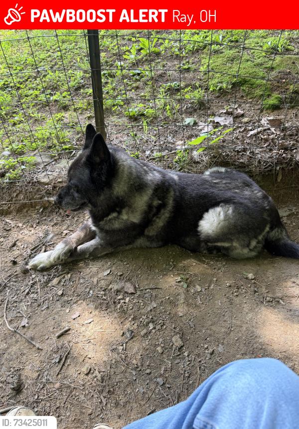 Lost Male Dog last seen Roadside Rest, Ray, OH 45672