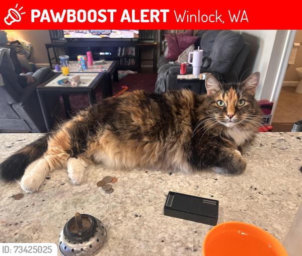 Lost Female Cat last seen Near Sweet Meadow CT, Tennessee Rd, and Hale Rd W, Winlock, WA 98596