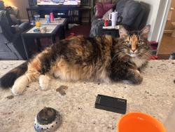 Lost Female Cat last seen Near Sweet Meadow CT, Tennessee Rd, and Hale Rd W, Winlock, WA 98596