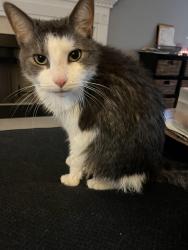 Lost Male Cat last seen Fanny brown and Alderman circle, Raleigh, NC 27603