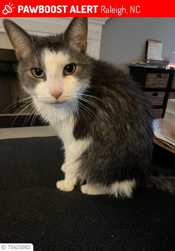 Lost Male Cat last seen Fanny brown and Alderman circle, Raleigh, NC 27603