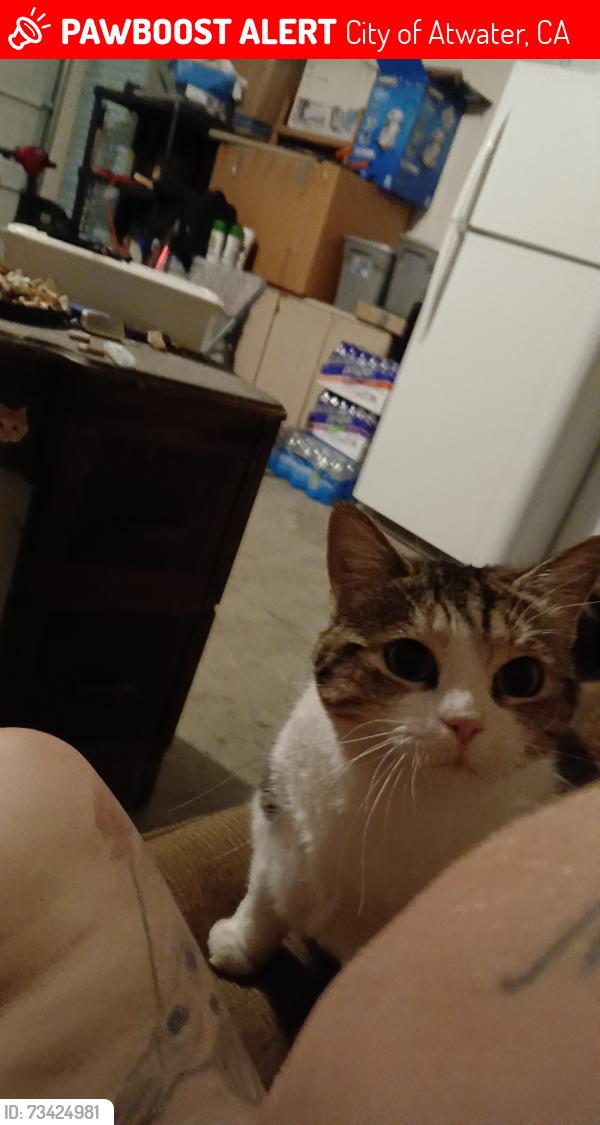 Lost Female Cat last seen Lagoon Ave, City of Atwater, CA 95301