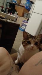 Lost Female Cat last seen Lagoon Ave, City of Atwater, CA 95301
