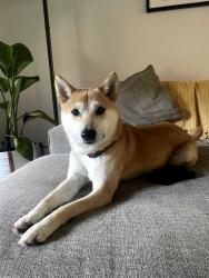 Reunited Male Dog last seen Near Chesapeake blvd, Norfolk, VA 23513