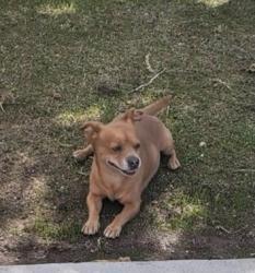 Reunited Male Dog last seen Miller & Thomas, Scottsdale, Scottsdale, AZ 85257
