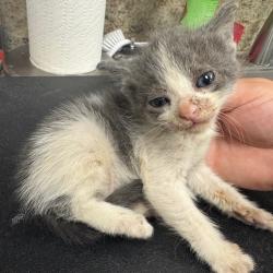Shelter Stray Female Cat last seen , 3100 Deats Rd, Dickinson, TX 77539, USA