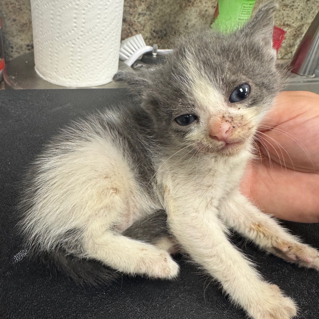 Shelter Stray Female Cat last seen , 3100 Deats Rd, Dickinson, TX 77539, USA