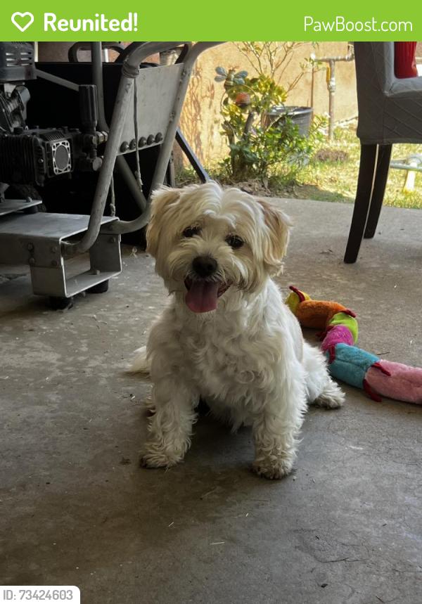 Reunited Male Dog last seen S Mc Pherrin Ave, Monterey Park, CA 91754, USA, Monterey Park, CA 91754