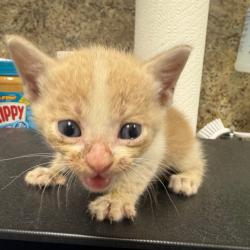 Shelter Stray Male Cat last seen , 3100 Deats Rd, Dickinson, TX 77539, USA