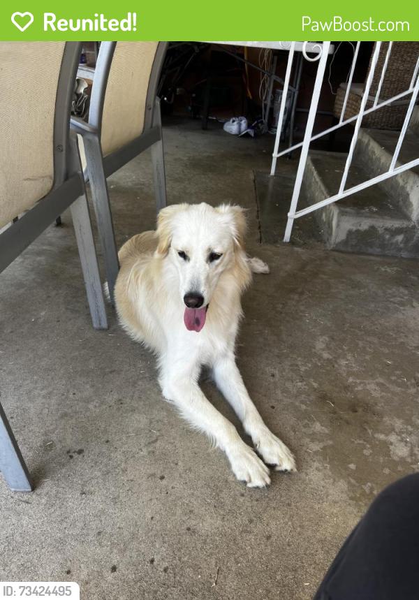 Reunited Female Dog last seen S McPherrin Ave, Monterey Park, CA 91754, USA, Monterey Park, CA 91754