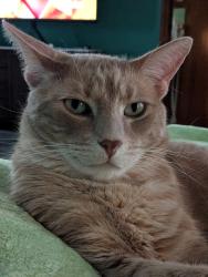 Reunited Male Cat last seen Sweetbriar/Gaylord, Crest Hill, IL 60403
