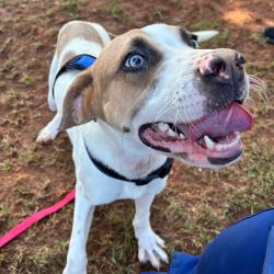 Shelter Stray Male Dog last seen , 328 Furman Hall Rd, Greenville, SC 29609, USA
