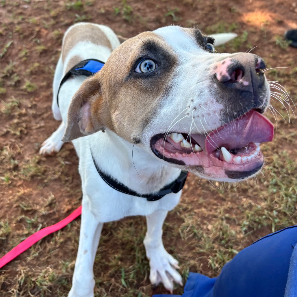 Shelter Stray Male Dog last seen , 328 Furman Hall Rd, Greenville, SC 29609, USA