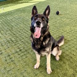 Shelter Stray Female Dog last seen , 361 S Raymond Ave, Pasadena, CA 91105, USA