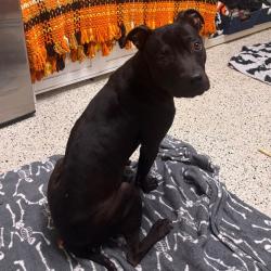 Shelter Stray Male Dog last seen , 361 S Raymond Ave, Pasadena, CA 91105, USA