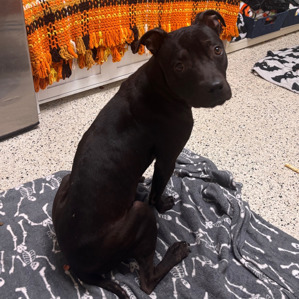 Shelter Stray Male Dog last seen , 361 S Raymond Ave, Pasadena, CA 91105, USA