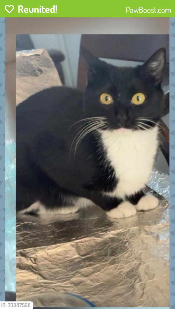 Reunited Female Cat last seen Mauzy sq, Marshall, VA 20115
