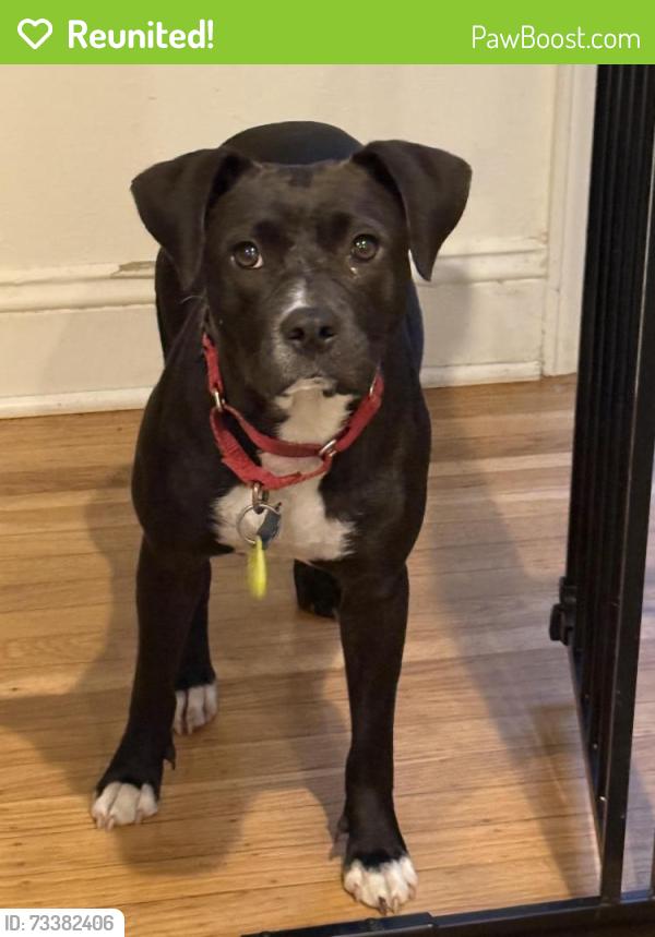 Reunited Female Dog last seen Across from Thomas R. Pollicita middle school, Daly City, CA 94014