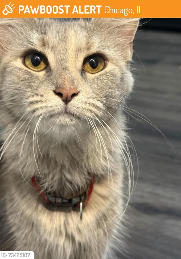 Found/Stray Unknown Cat last seen Near Riss park, Chicago, IL 60639