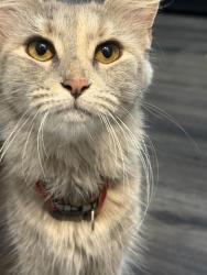 Found/Stray Unknown Cat last seen Near Riss park, Chicago, IL 60639