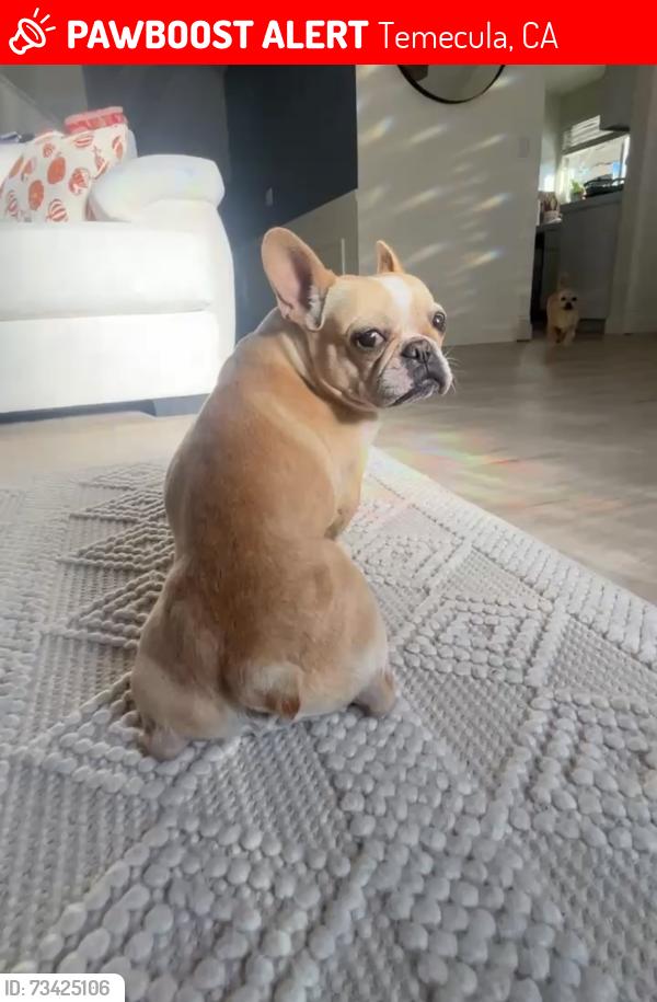 Lost Female Dog last seen Cierra madre, Temecula, CA 92591