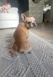 Lost Female Dog last seen Cierra madre, Temecula, CA 92591
