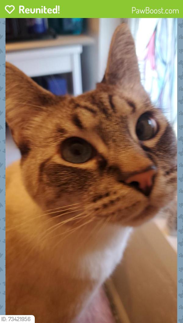 Reunited Male Cat last seen stuart, Berkeley, CA 94705