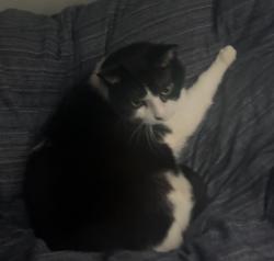 Lost Male Cat last seen York and wallings road, North Royalton, OH 44133