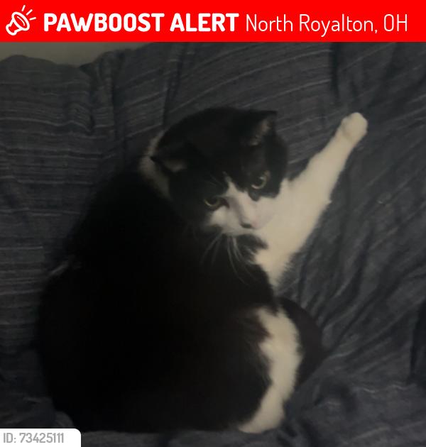 Lost Male Cat last seen York and wallings road, North Royalton, OH 44133