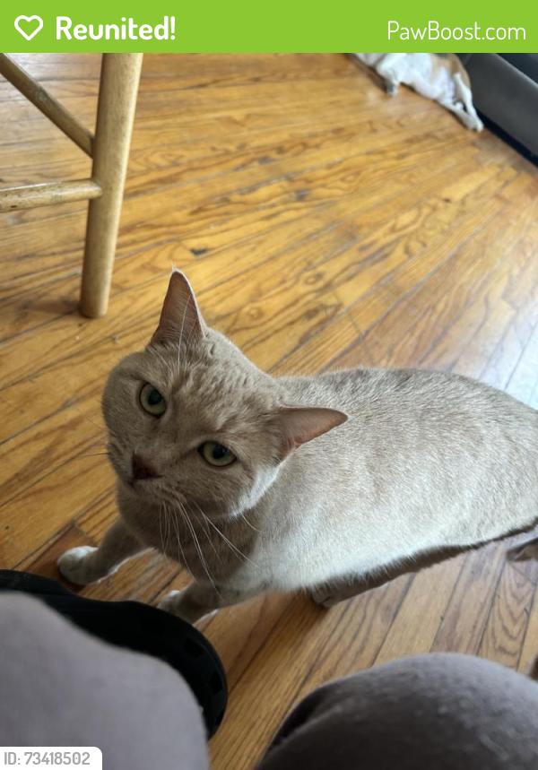 Reunited Female Cat last seen Clifton park village, Silver Spring, MD 20901