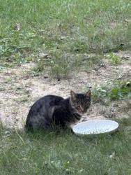 Reunited Unknown Cat last seen 168th and Warner, Grand Haven, MI 49417