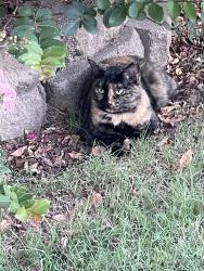Found/Stray Unknown Cat last seen Brunswick Road and patches Drive, Memphis, TN 38133