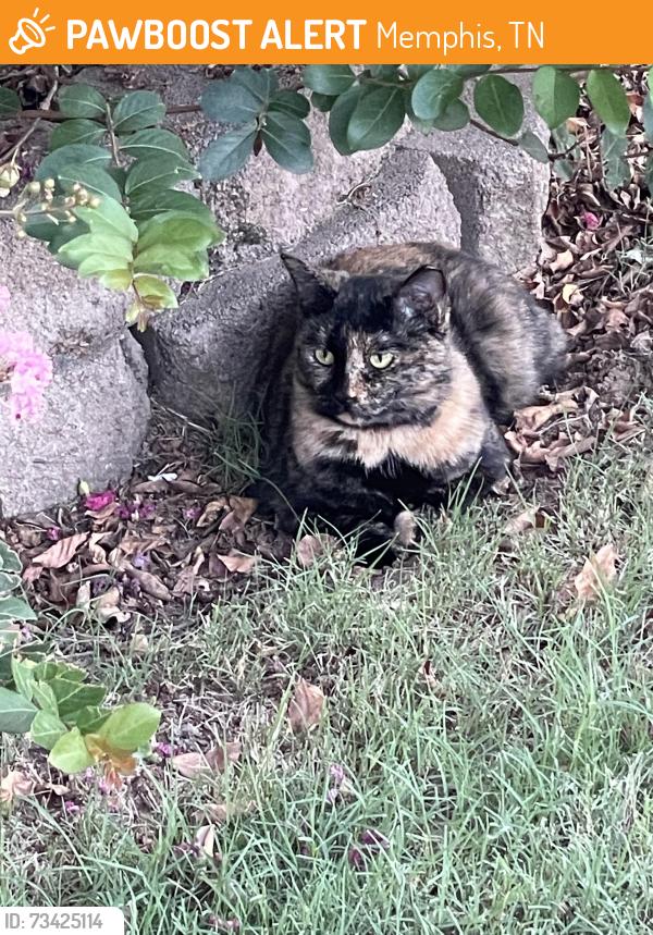 Found/Stray Unknown Cat last seen Brunswick Road and patches Drive, Memphis, TN 38133
