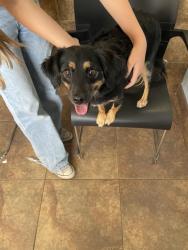 Reunited Female Dog last seen 87th Ave and Meadow, Peoria, AZ 85382