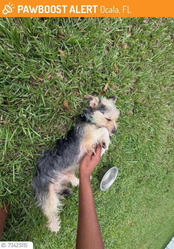 Found/Stray Unknown Dog last seen Terry's Bar, Ocala, FL 34479