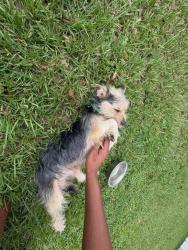 Found/Stray Unknown Dog last seen Terry's Bar, Ocala, FL 34479