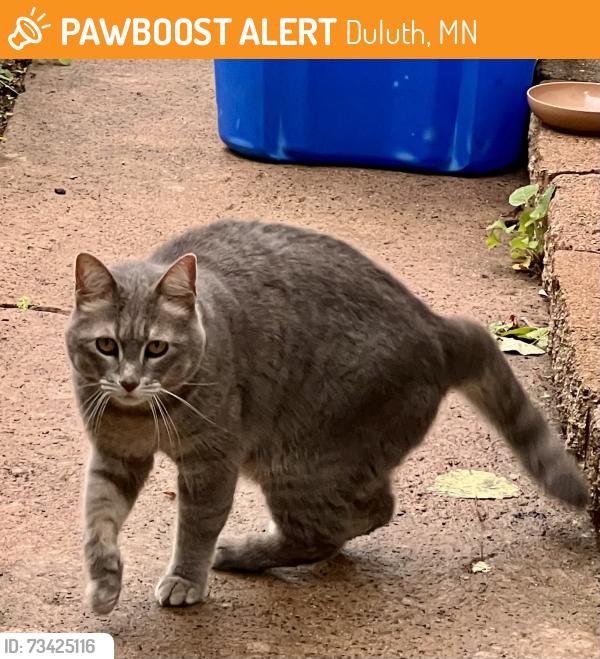 Found/Stray Unknown Cat last seen East 7th Street and N 2nd E, Duluth, MN 55802