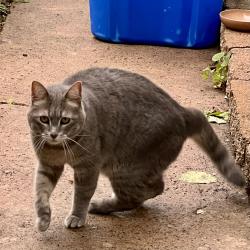 Found/Stray Unknown Cat last seen East 7th Street and N 2nd E, Duluth, MN 55802