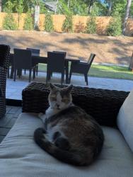 Lost Female Cat last seen Falls of the Neuse, Raleigh, NC 27615