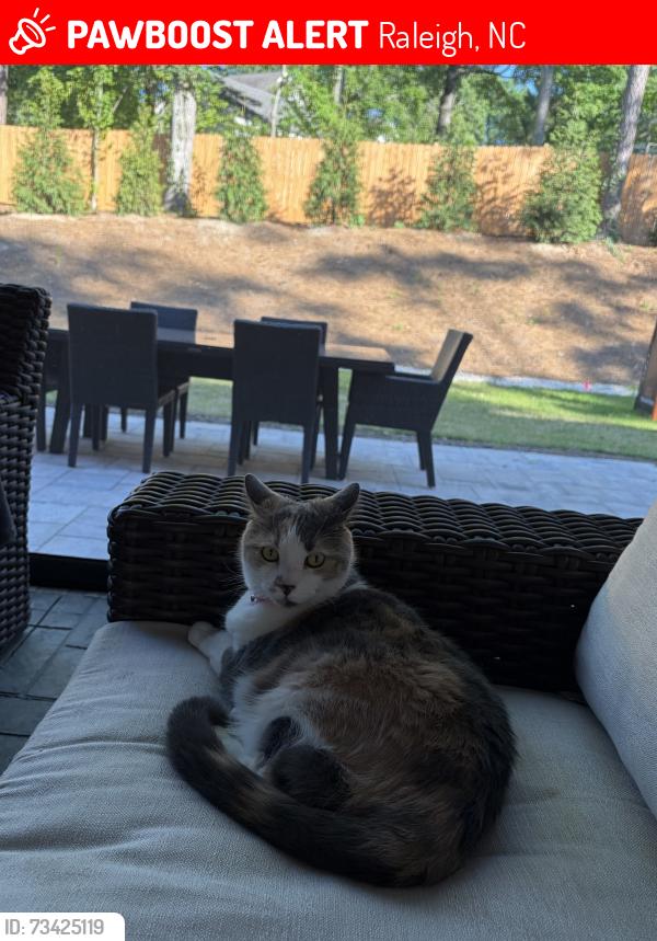 Lost Female Cat last seen Falls of the Neuse, Raleigh, NC 27615
