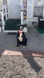 Lost Male Dog last seen N Mesquite st, Las Cruces, NM 88001