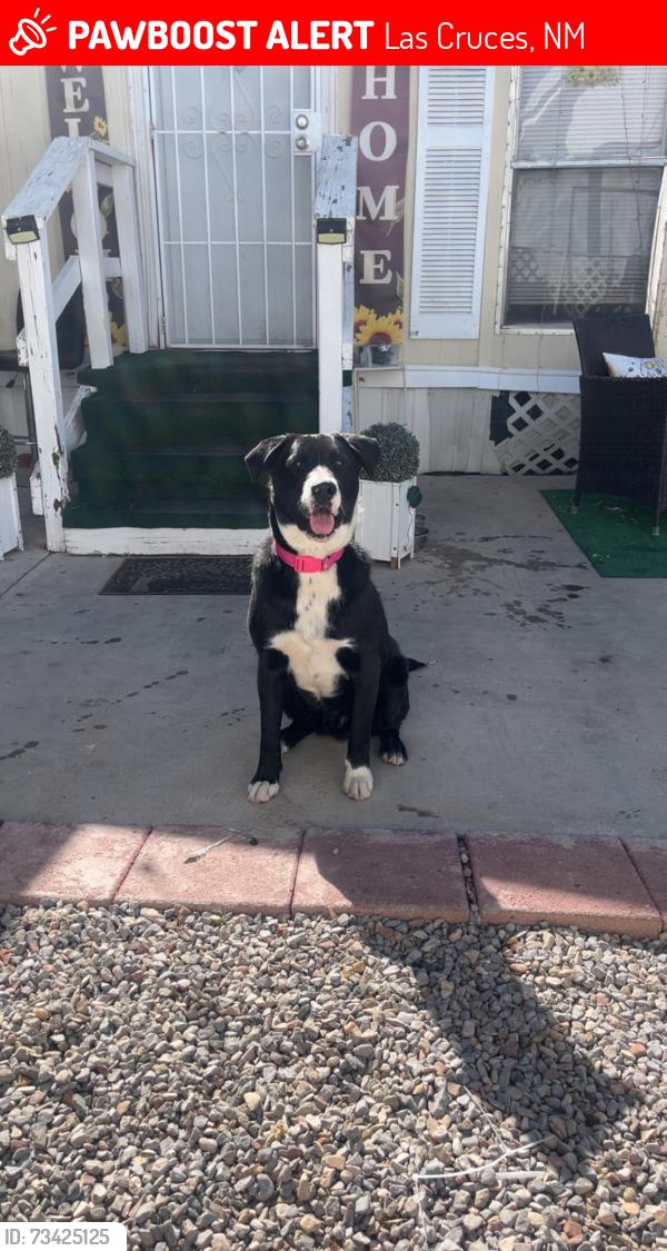 Lost Male Dog last seen N Mesquite st, Las Cruces, NM 88001