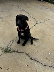 Found/Stray Male Dog last seen Bethel Church Road SE, Floyd County, GA 30173