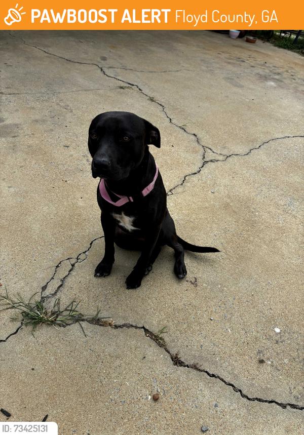 Found/Stray Male Dog last seen Bethel Church Road SE, Floyd County, GA 30173