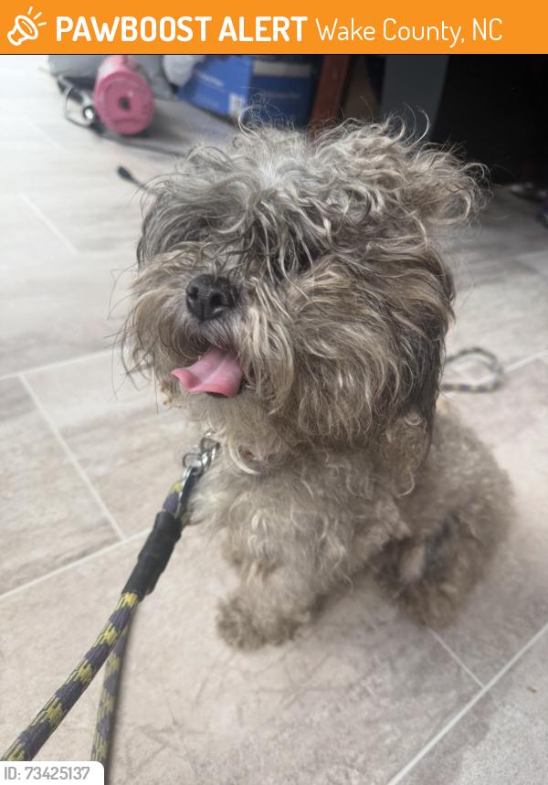 Found/Stray Female Dog last seen Near 98 and Old Creedmoor, Wake County, NC 27587